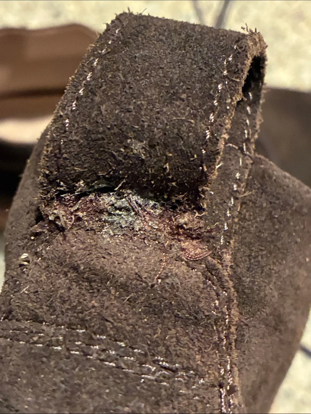 Men's 8 Taylor Stitch (The Chukka) Dark Brown Suede Chukka Boots - Lace-Up. NWOT